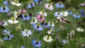 The Perfect March-Sown Annual: A Feast for Bees and Refuge for Birds
