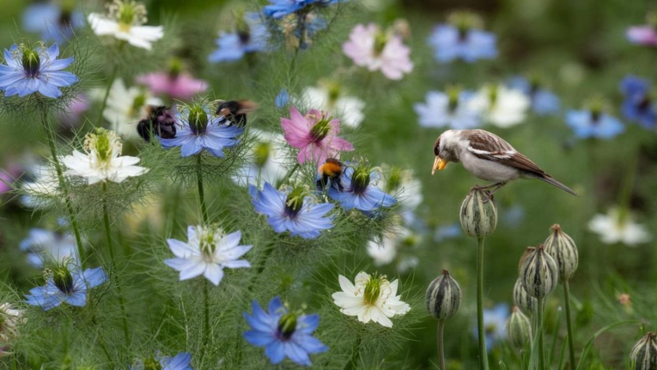 The Perfect March-Sown Annual: A Feast for Bees and Refuge for Birds